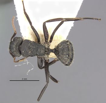 Media type: image;   Entomology 21603 Aspect: habitus dorsal view